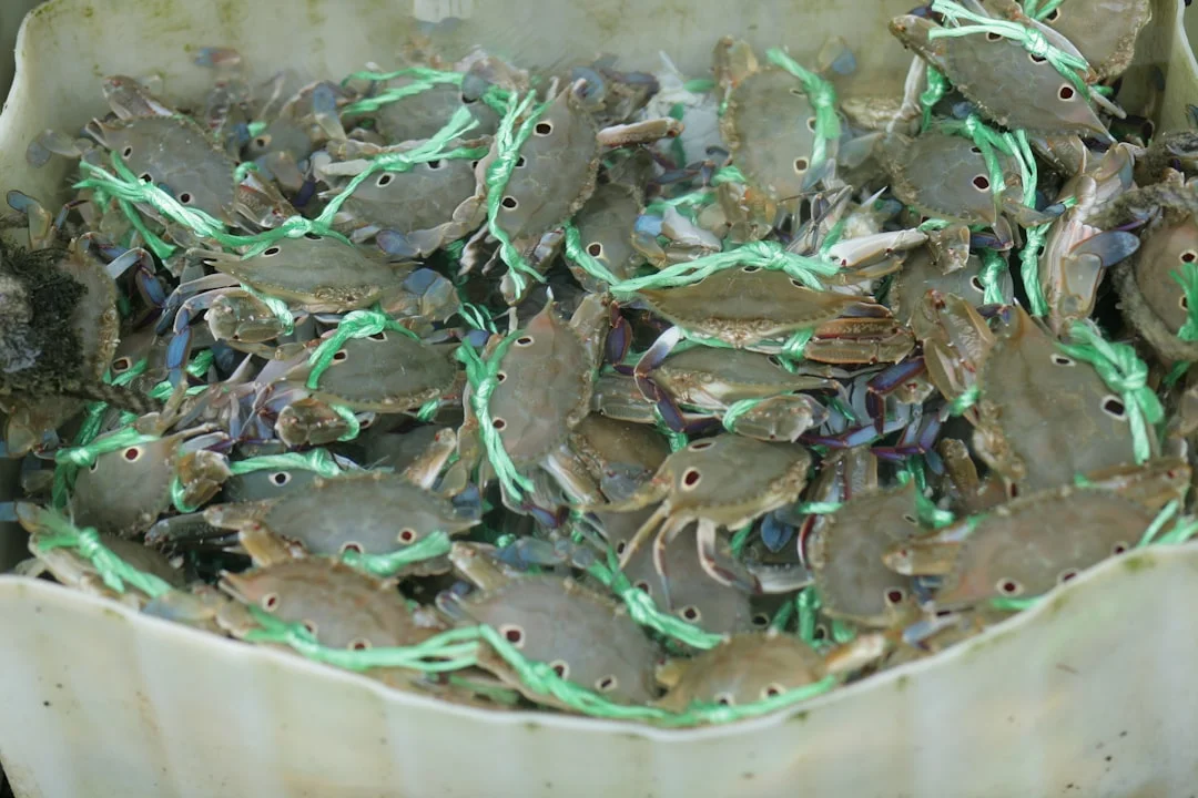 Tortelli maremmani (con ricotta e spinaci)