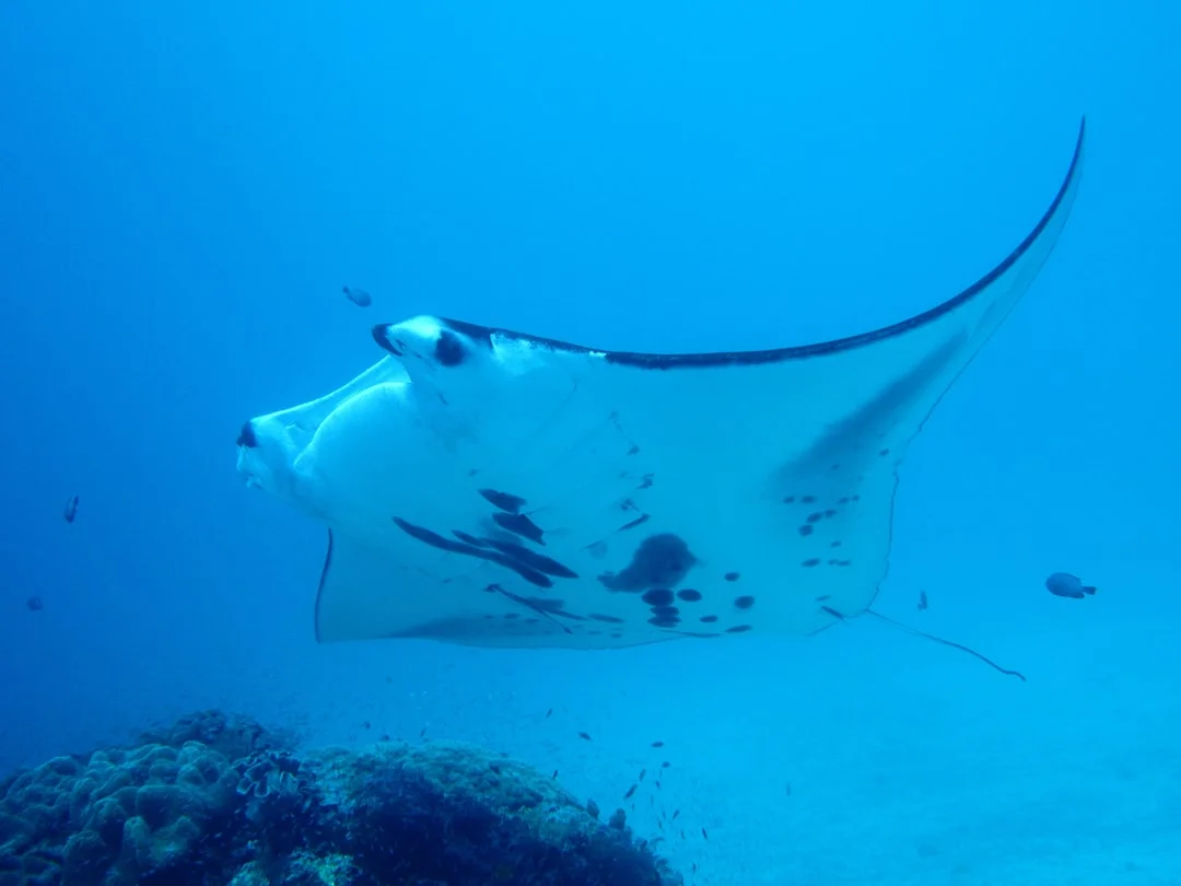 Manta