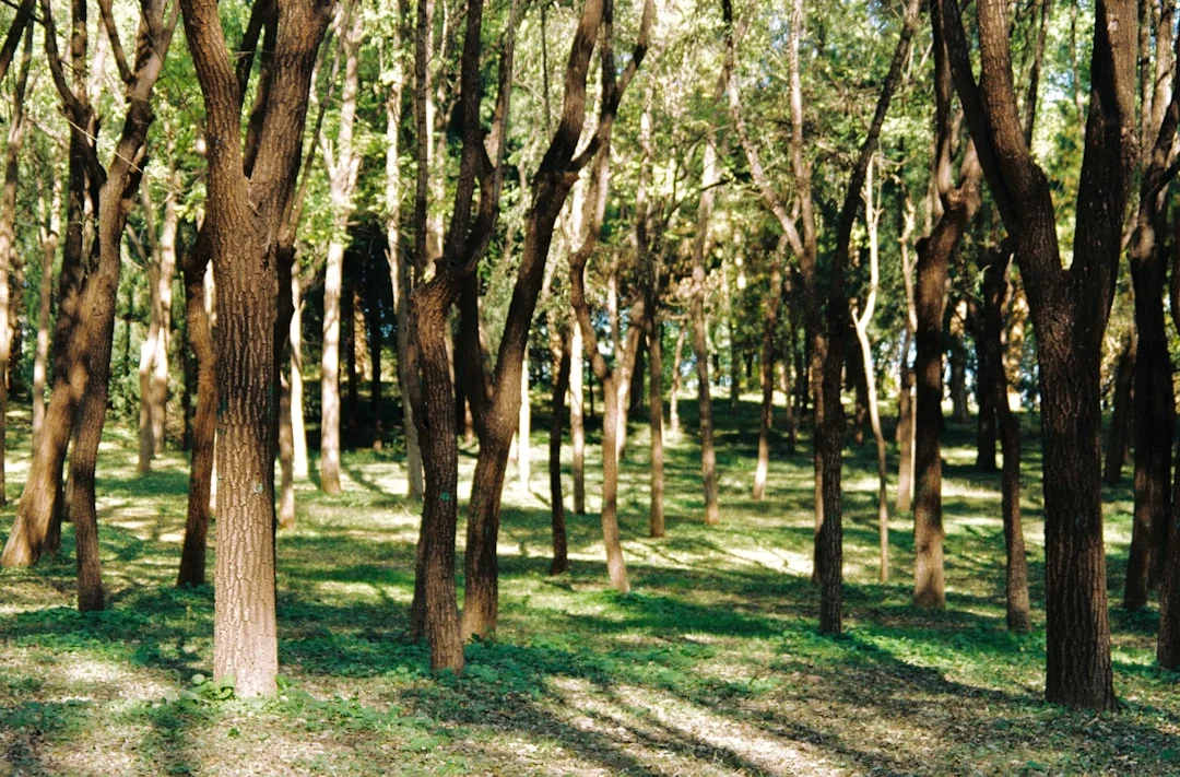 Vercelli arborio.webp