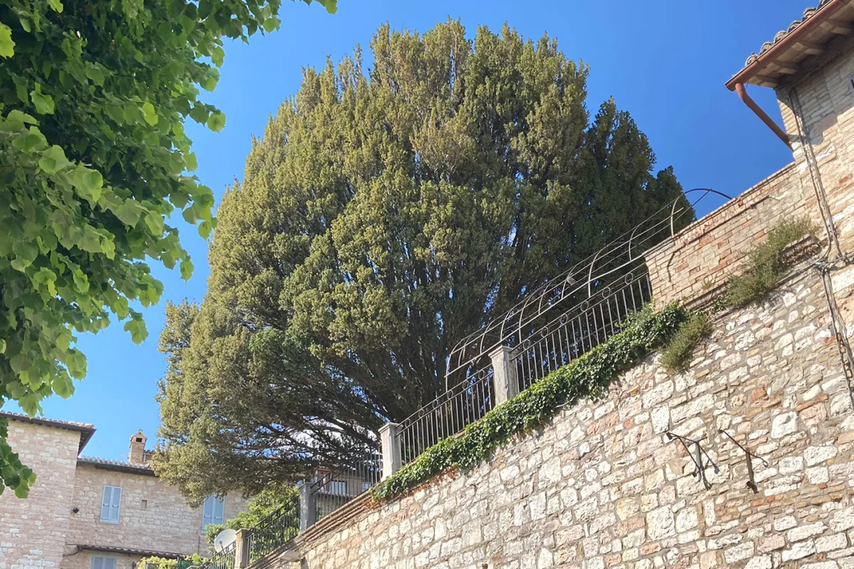 Umbria concerto-delladvento-alla-basilica-di-san-francesco-ad-assisi.webp